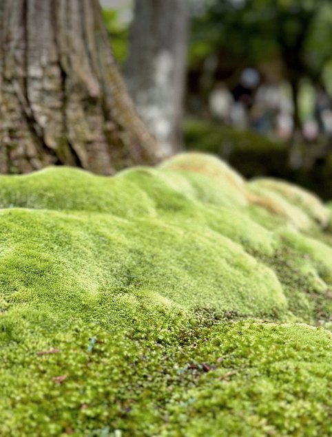 Mathieson Japan Landscapes 04