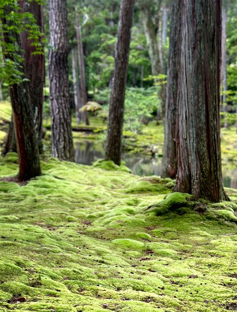 Mathieson Japan Landscapes 09